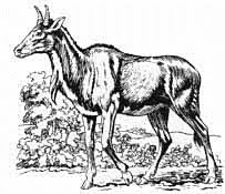 Try our exotic meat for the month of December: Nilgai Antelope